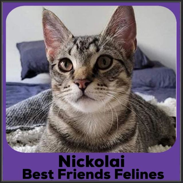 Photo of Nickolai 