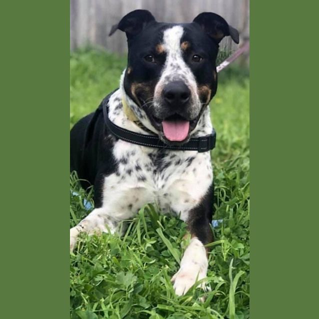 Photo of Busta 