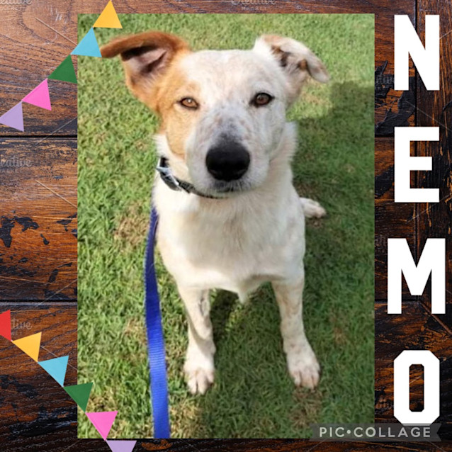 Photo of Nemo