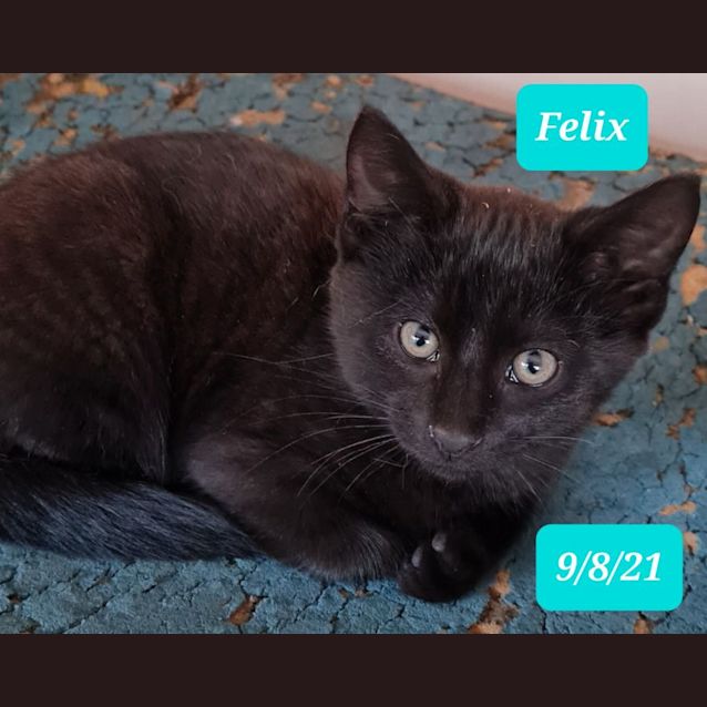 Photo of Felix