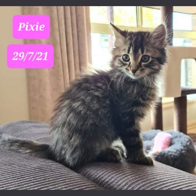 Photo of Pixie