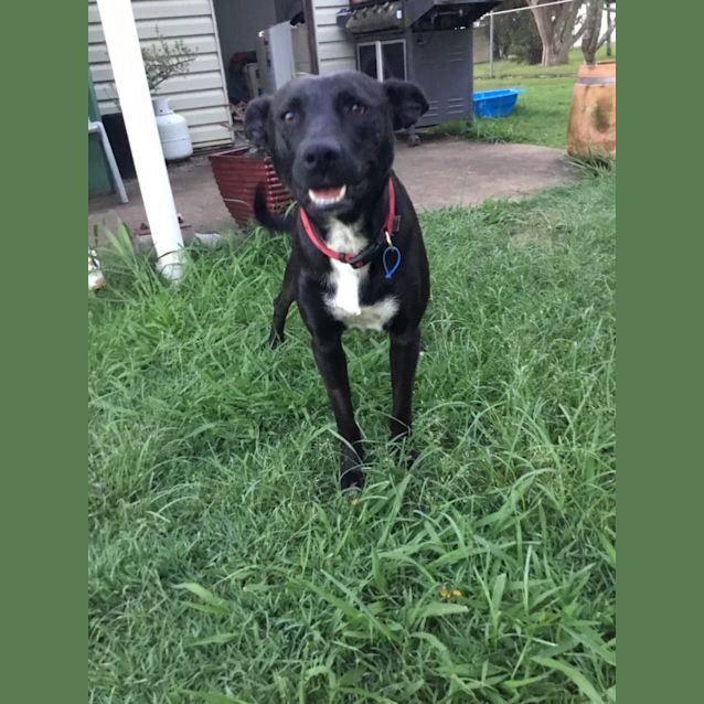 Photo of Callie *$150 Adoption Fee*