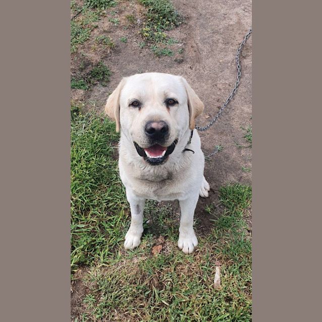 Photo of Leo 🐶