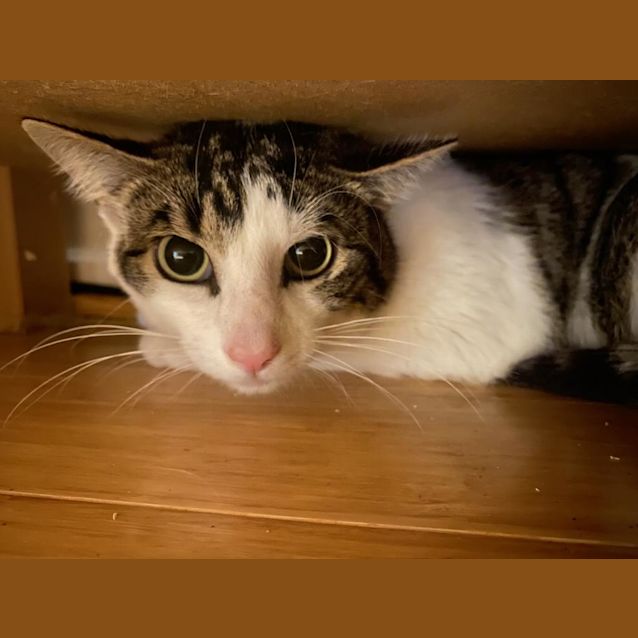 Photo of Albie South