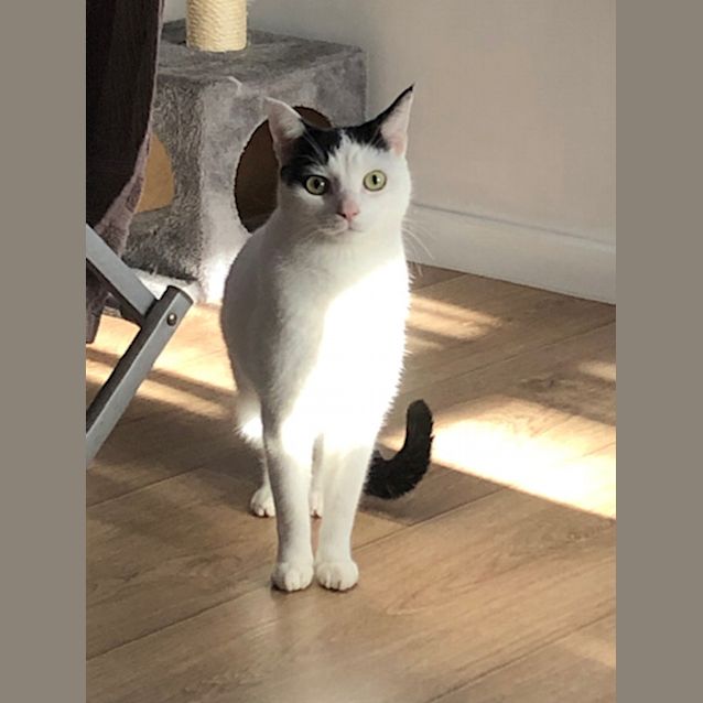 Photo of Kestrel (Kes)