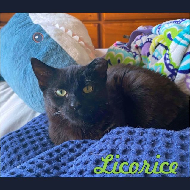 Photo of Licorice