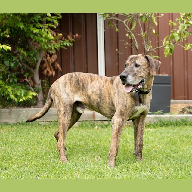 Photo of Chuck ~ 9yr Old Great Dane X(on Trial 10/12/21)