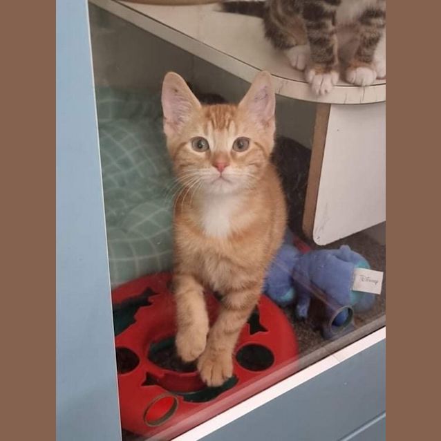 Photo of Flap