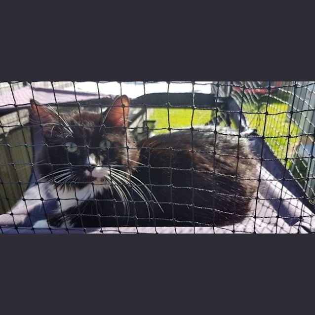 Photo of Lucky