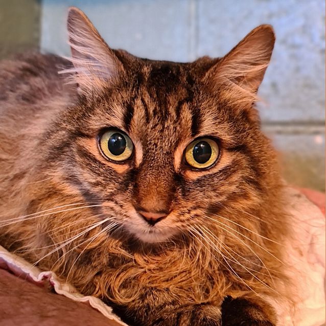Photo of Gypsy