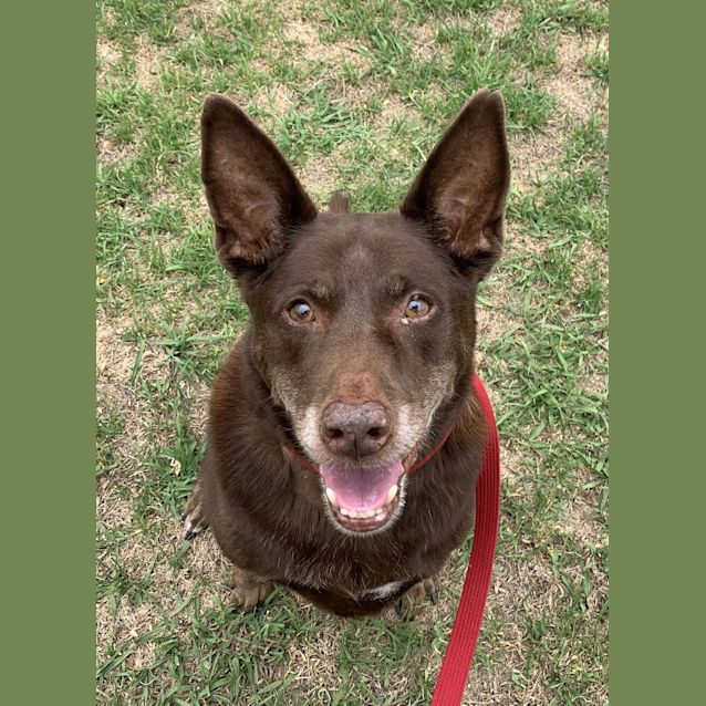 Photo of Rusty