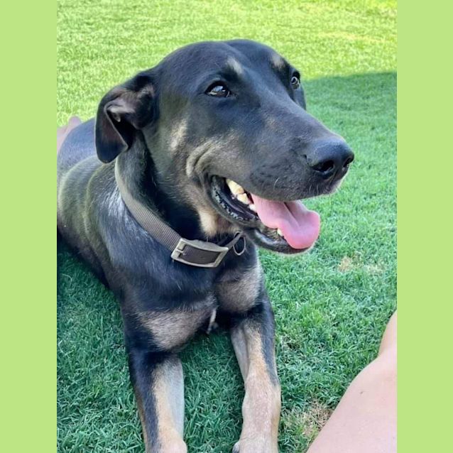 Photo of Bella (Gsd)