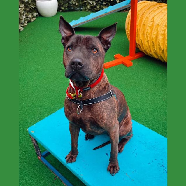 Photo of Tilly
