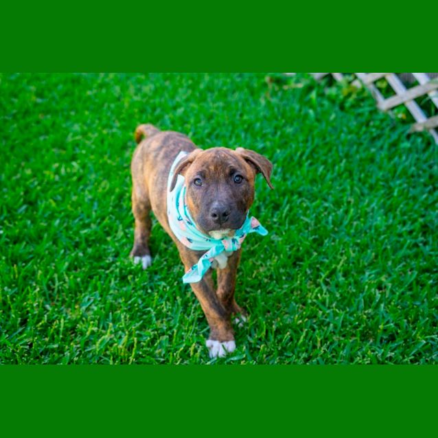 Photo of Justice ~ Staffy X Puppy(on Trial 19/12/21)