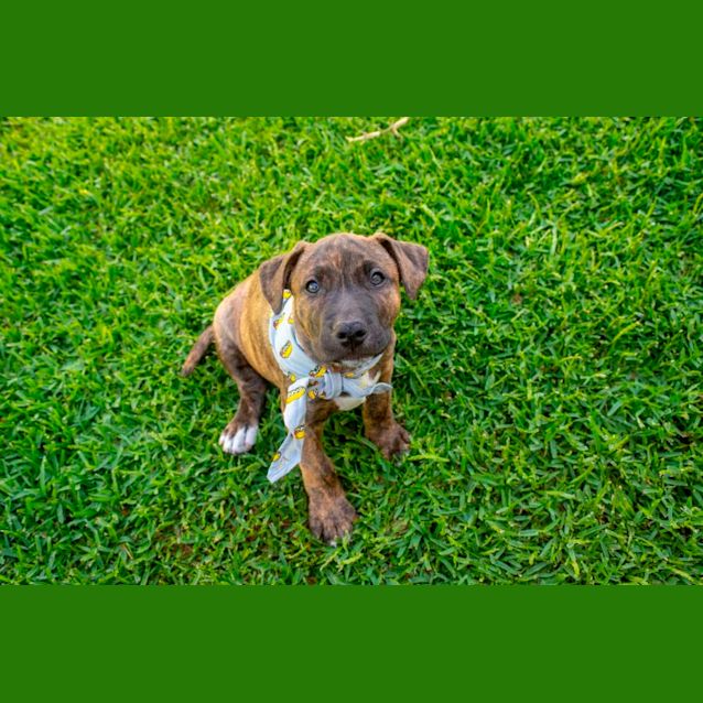 Photo of Jacob ~ Staffy X Puppy(on Trial 20/11/21)