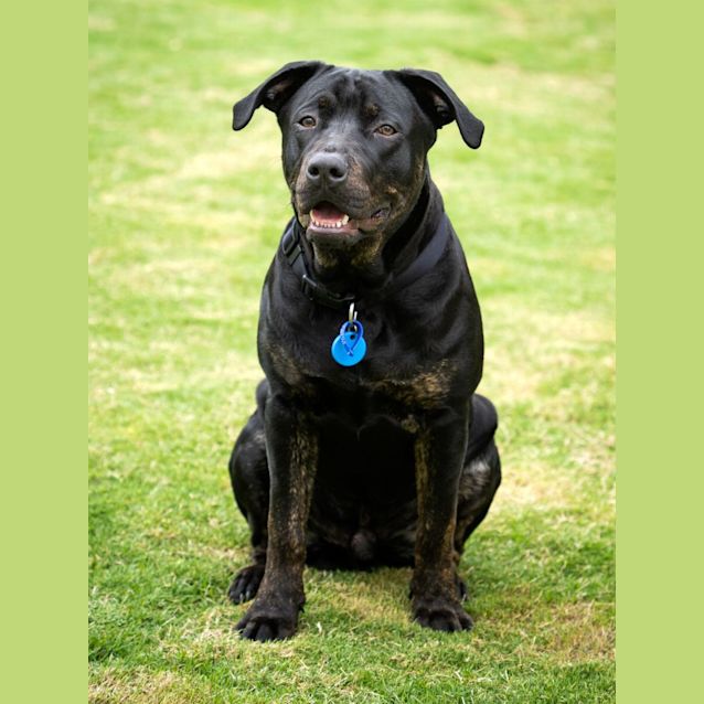 Photo of Zeus ~ 8mo Labrador X Staffy(on Trial 21/11/21)