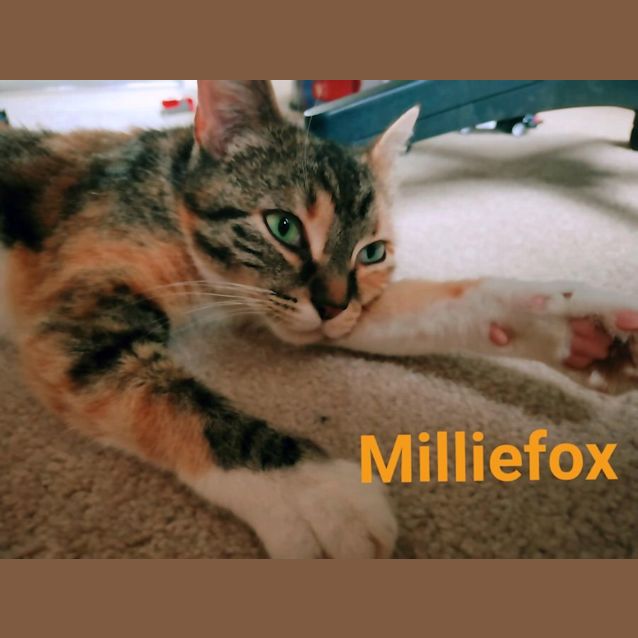 Photo of Milliefox 