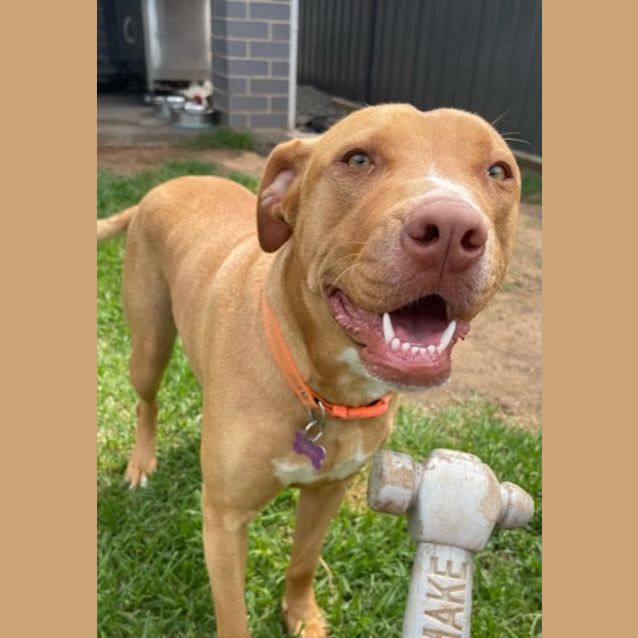 Photo of Honey ~ 1yr Old Staffy X Ridgeback (On Trial 18/12