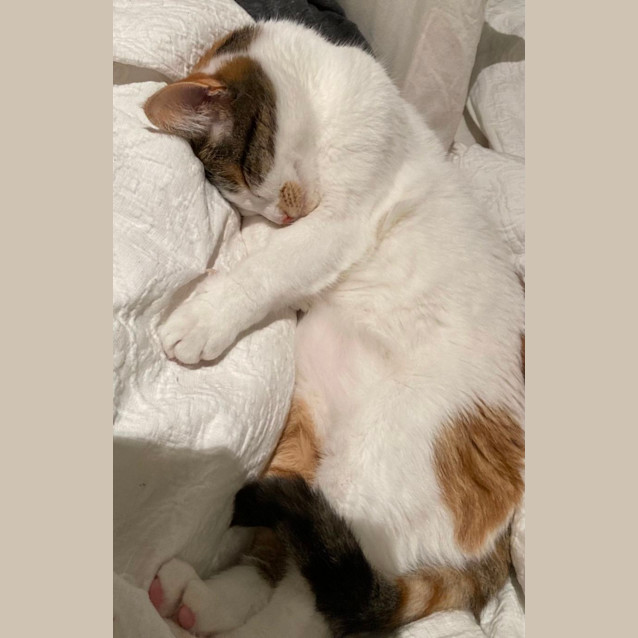 Photo of Gracie   Located In Collingwood 