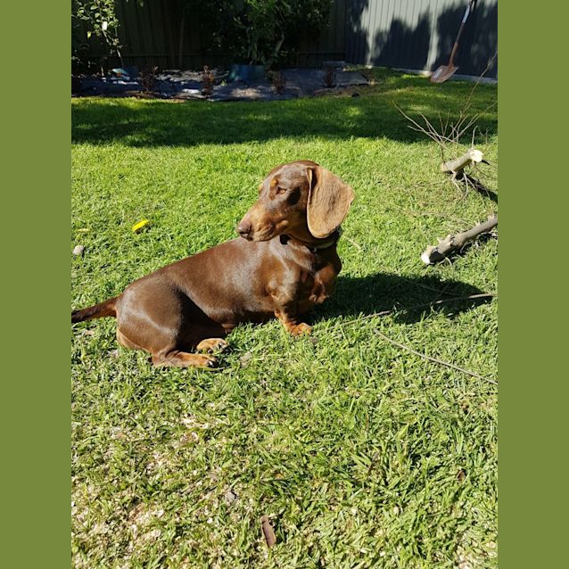 Photo of Marshall 8 Yrs And Tuppence 7 Yrs Bonded Pair 