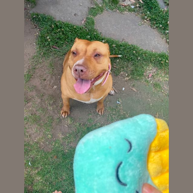 Photo of Gidget