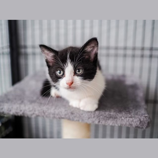 Photo of Pickle~7 Week Old Kitten (On Trial 16/11/2021)