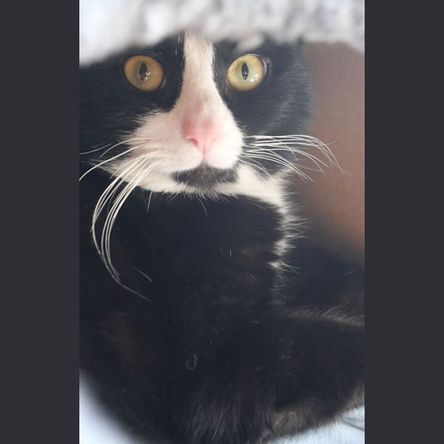 Photo of Jett