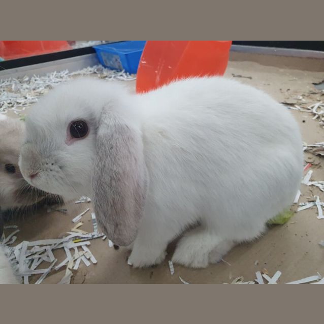 Photo of Daffodil