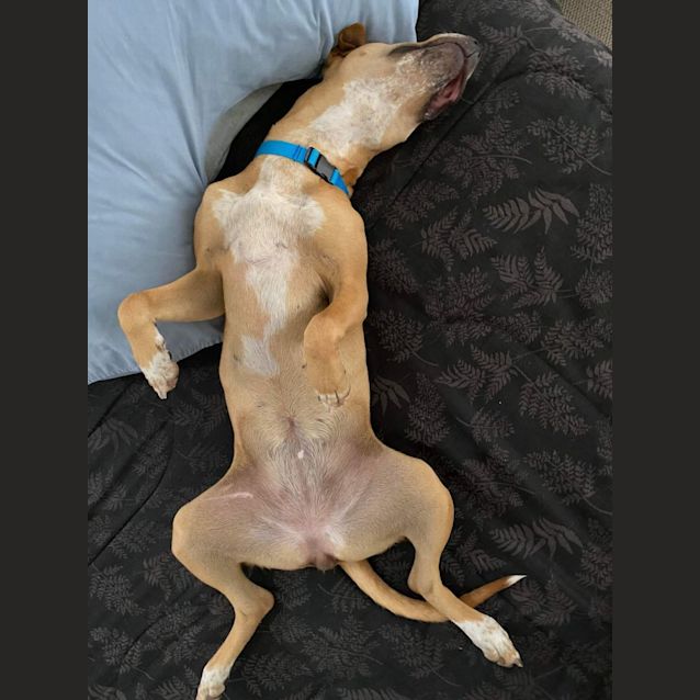 Photo of Scarlett