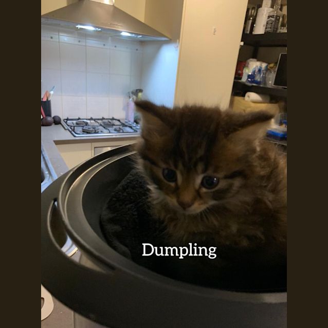 Photo of Dumpling