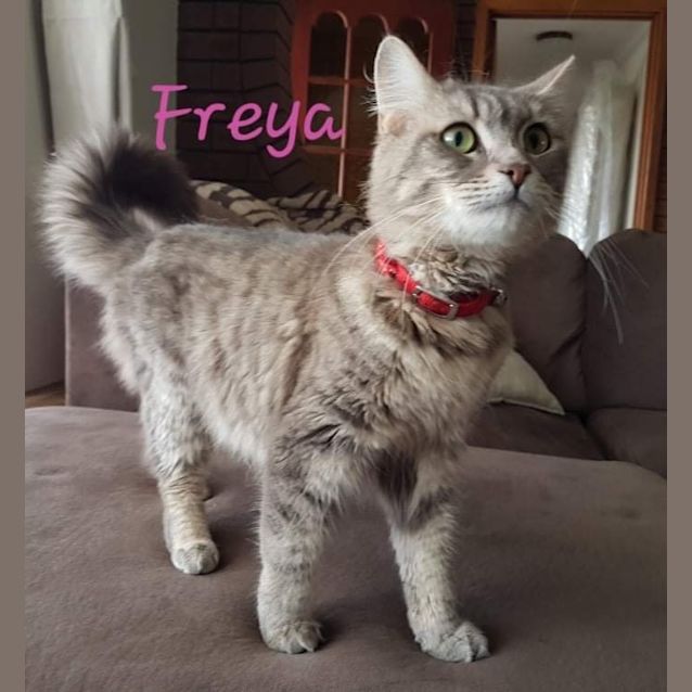 Photo of Freya