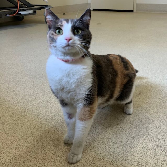 Photo of Indy