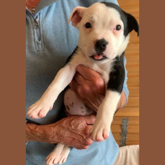 Photo of Piper