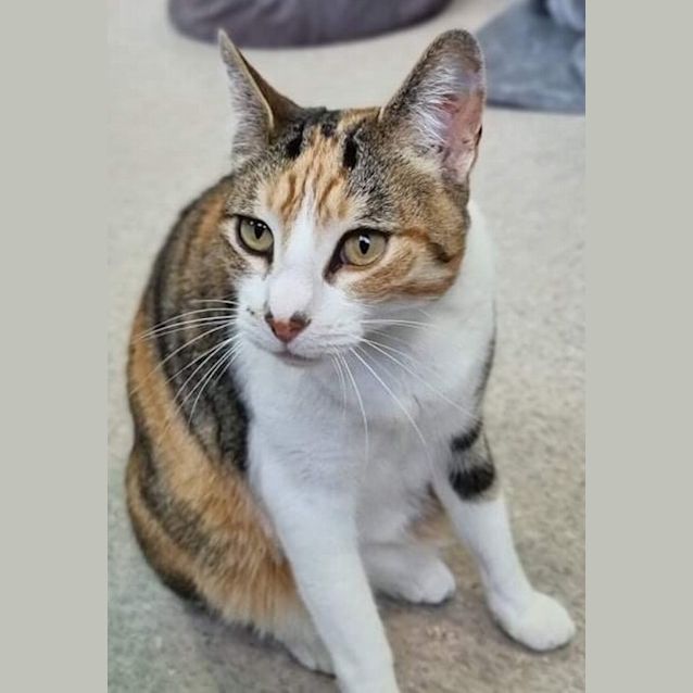 Photo of Taco