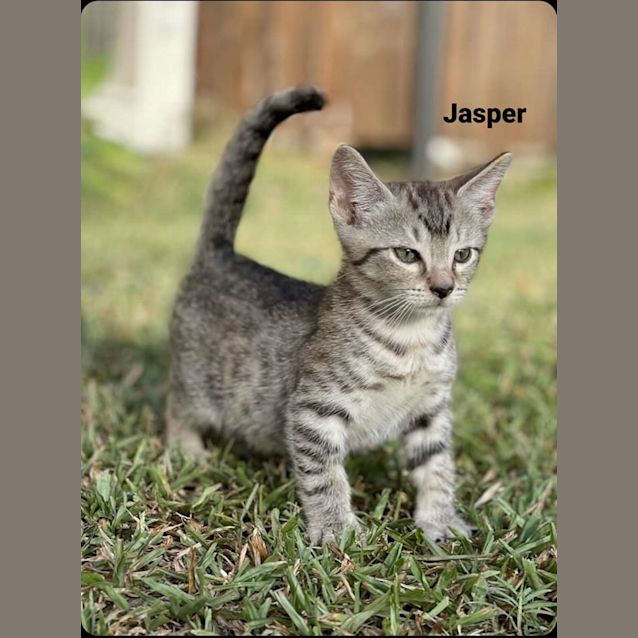 Photo of Jasper