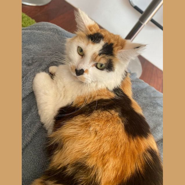 Photo of Cookie