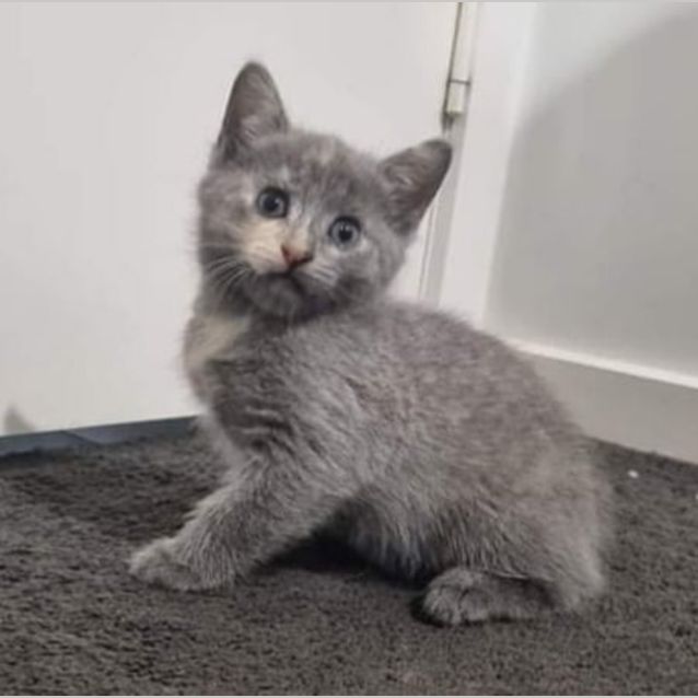 Photo of Nova