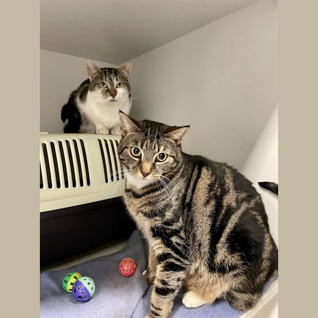 Photo of Romeo & Juliet