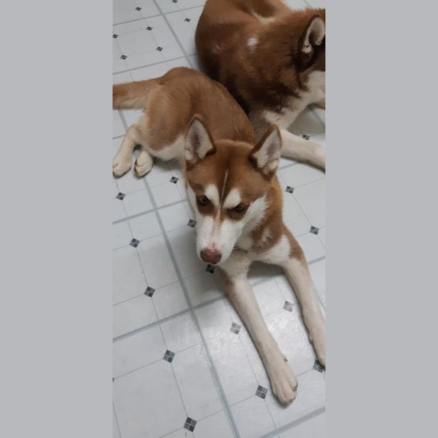 Photo of Nala & Rusty 