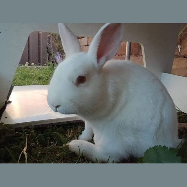 Photo of Clover