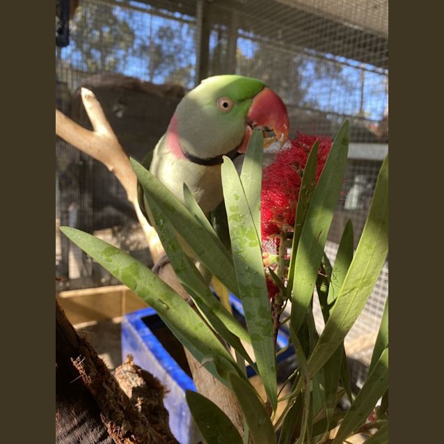 Photo of Avocado