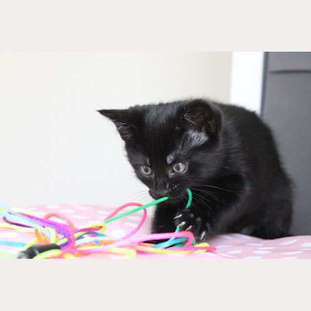 Photo of Kit Kat