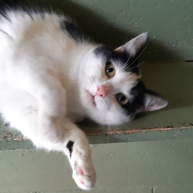 Photo of Evie 