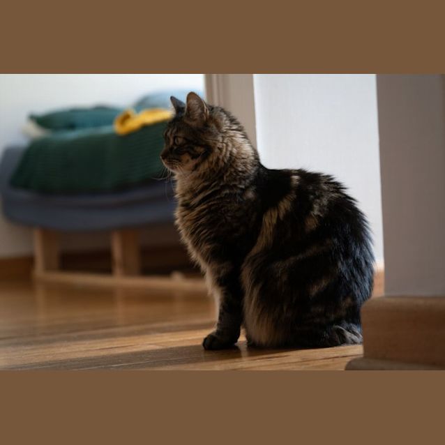 Photo of Layli And Uku