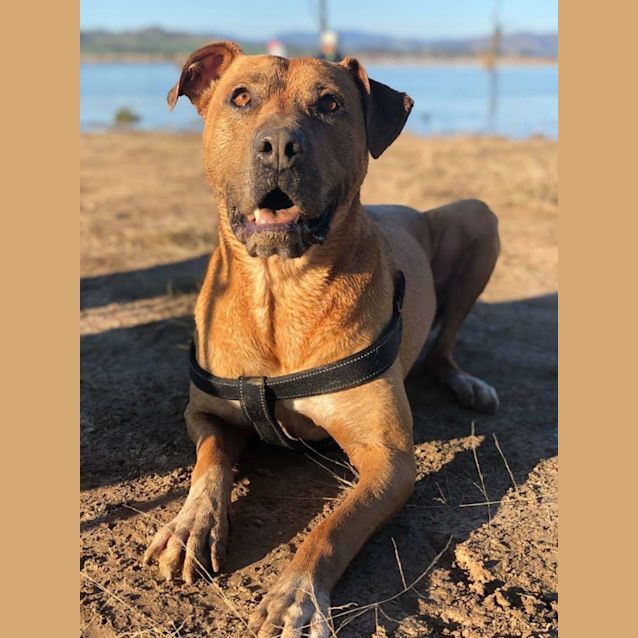 Photo of Chino