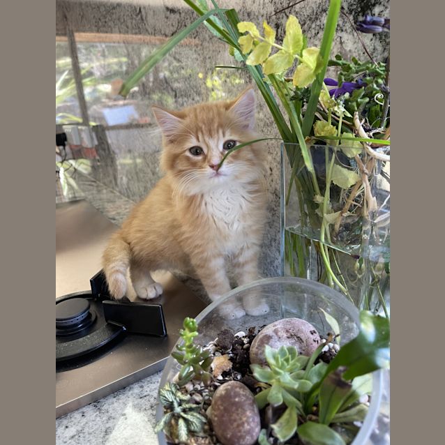 Photo of Garfield/Rufus