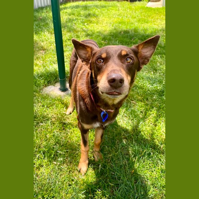 Photo of Vixie ~ 9yr Old Kelpie(pend. M&G 4/12/21)