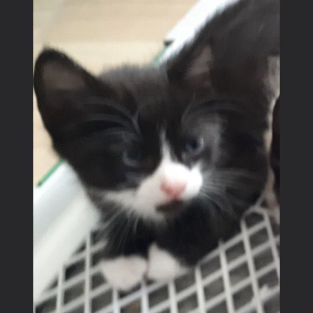 Photo of Kittens Waiting For Their Forever Home