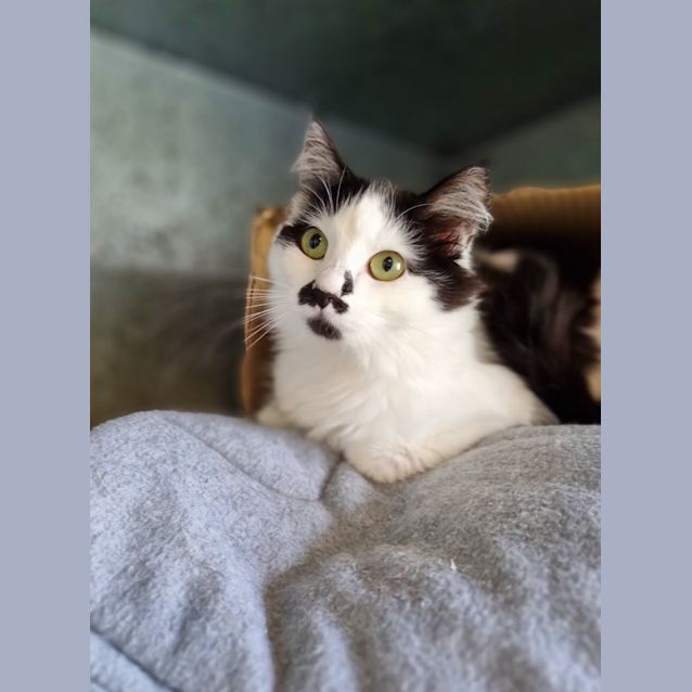 Photo of Jezebel