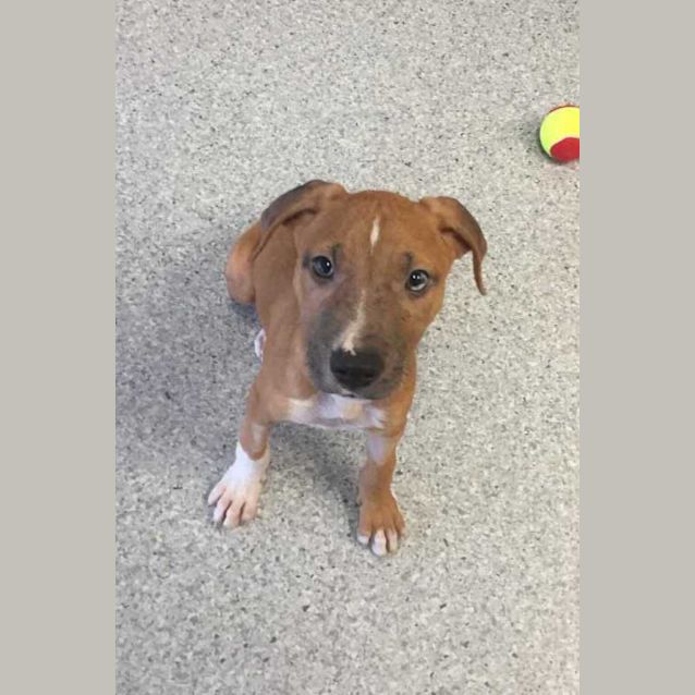 Photo of Tony Pupperoni